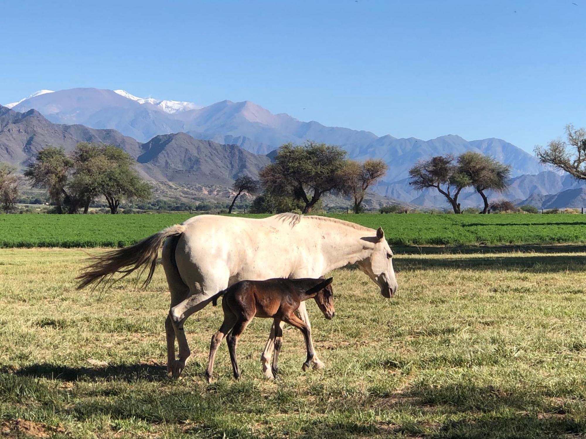 Estancia Banda Grande - Horse & Hiking Safaris مولينوس المظهر الخارجي الصورة
